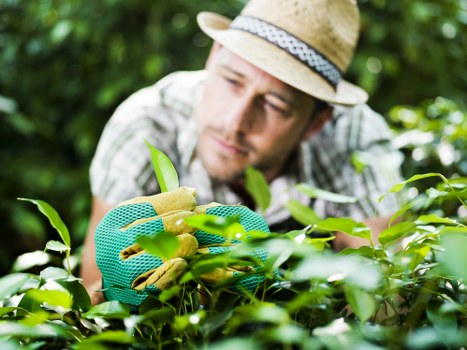 Professional hedge trimming on a residential boundary in Hainault